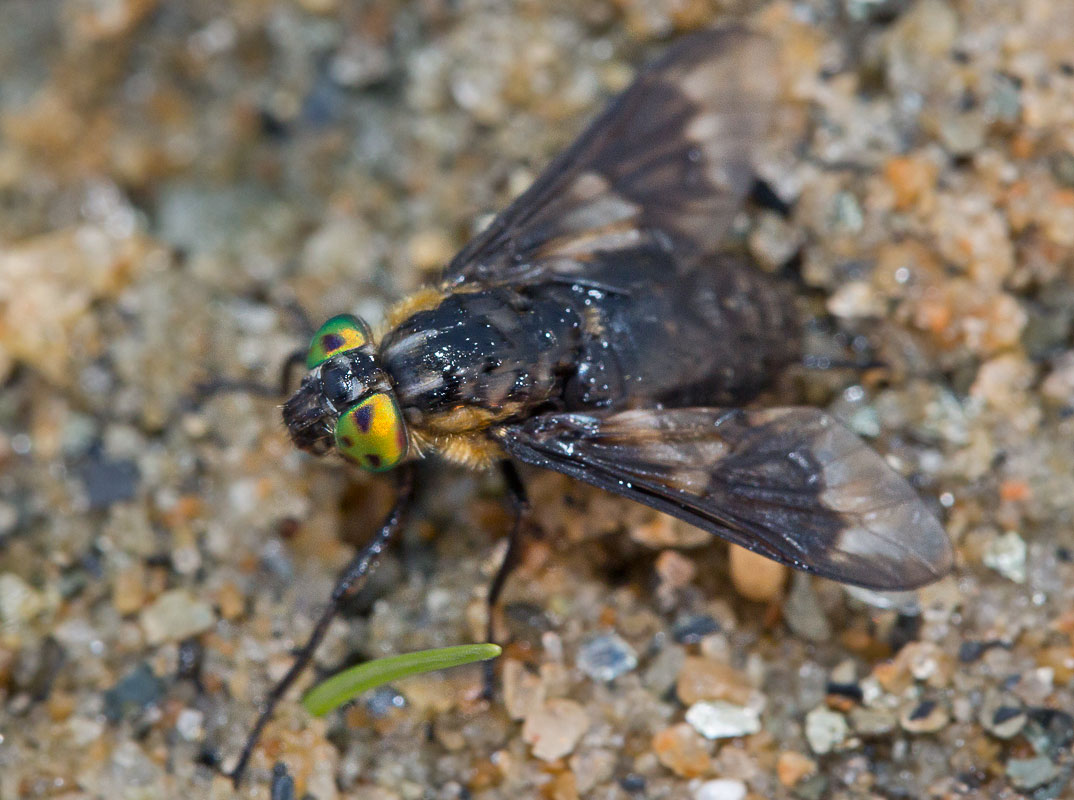  (Chrysops sp.)
