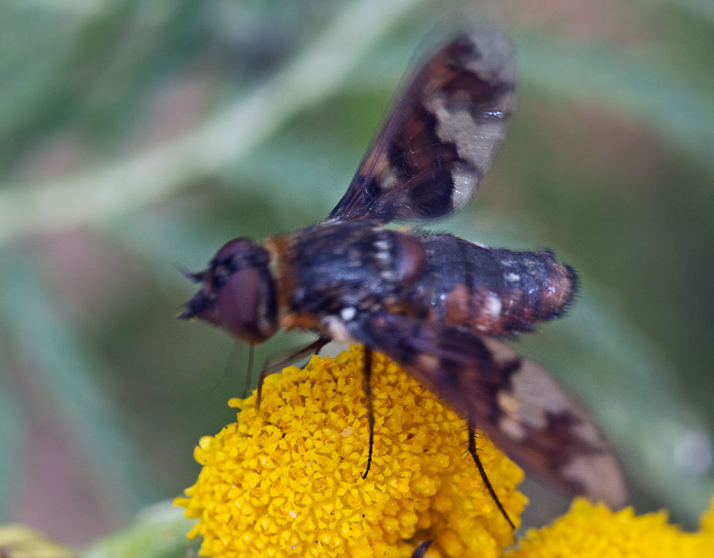  Exoprosopa capucina