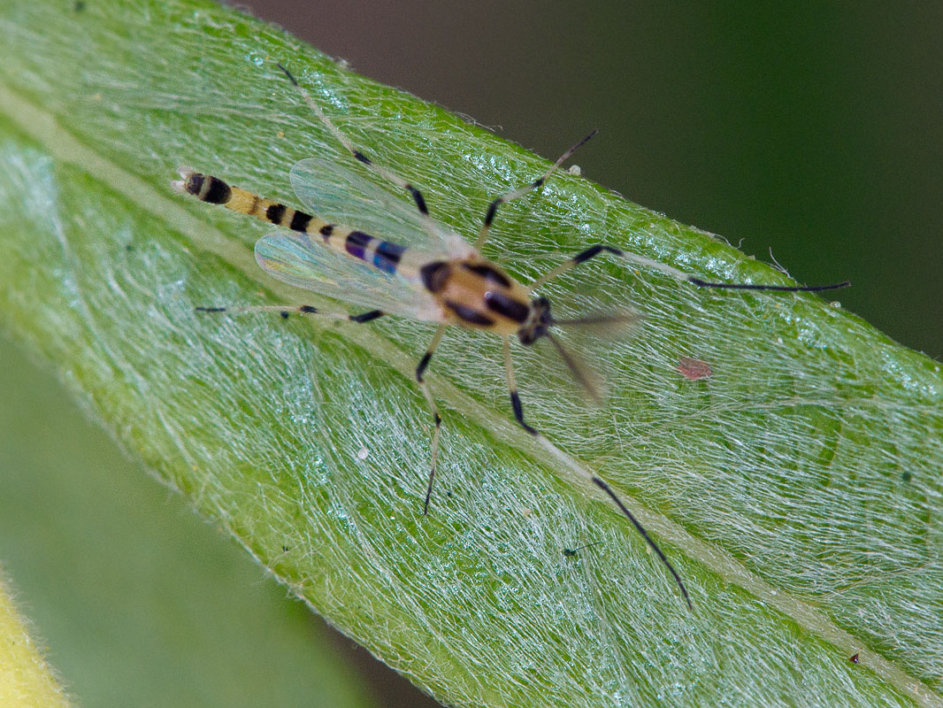  Cricotopus sp.