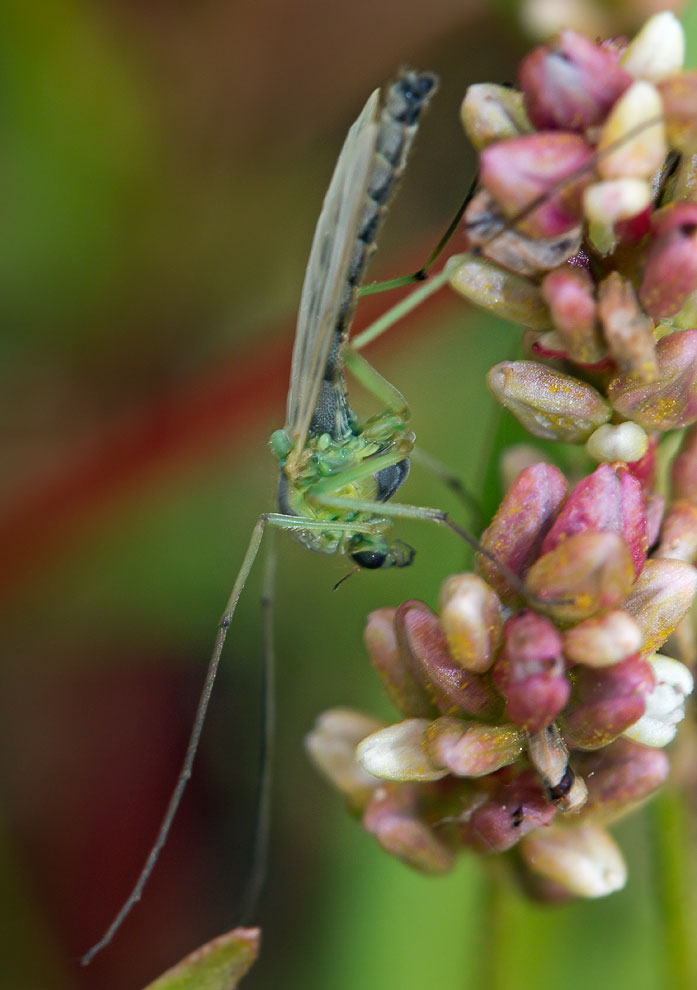 - Chironomus sp., 