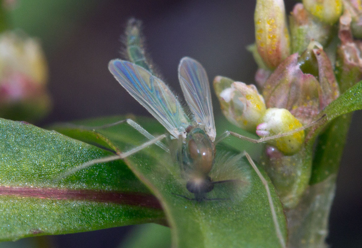 -  Dicrotendipes sp.