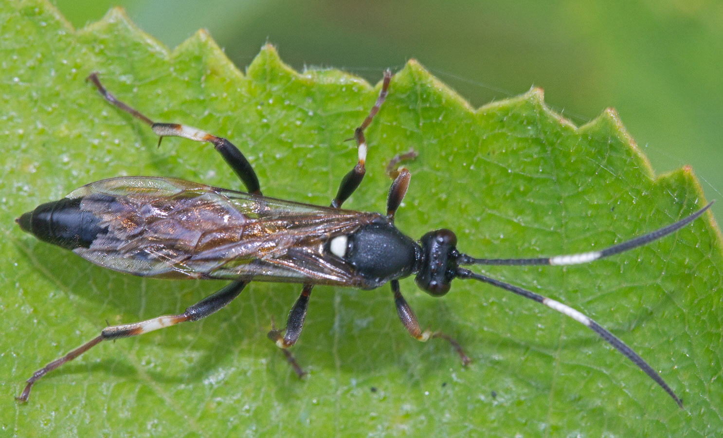  Coelichneumon deliratorius