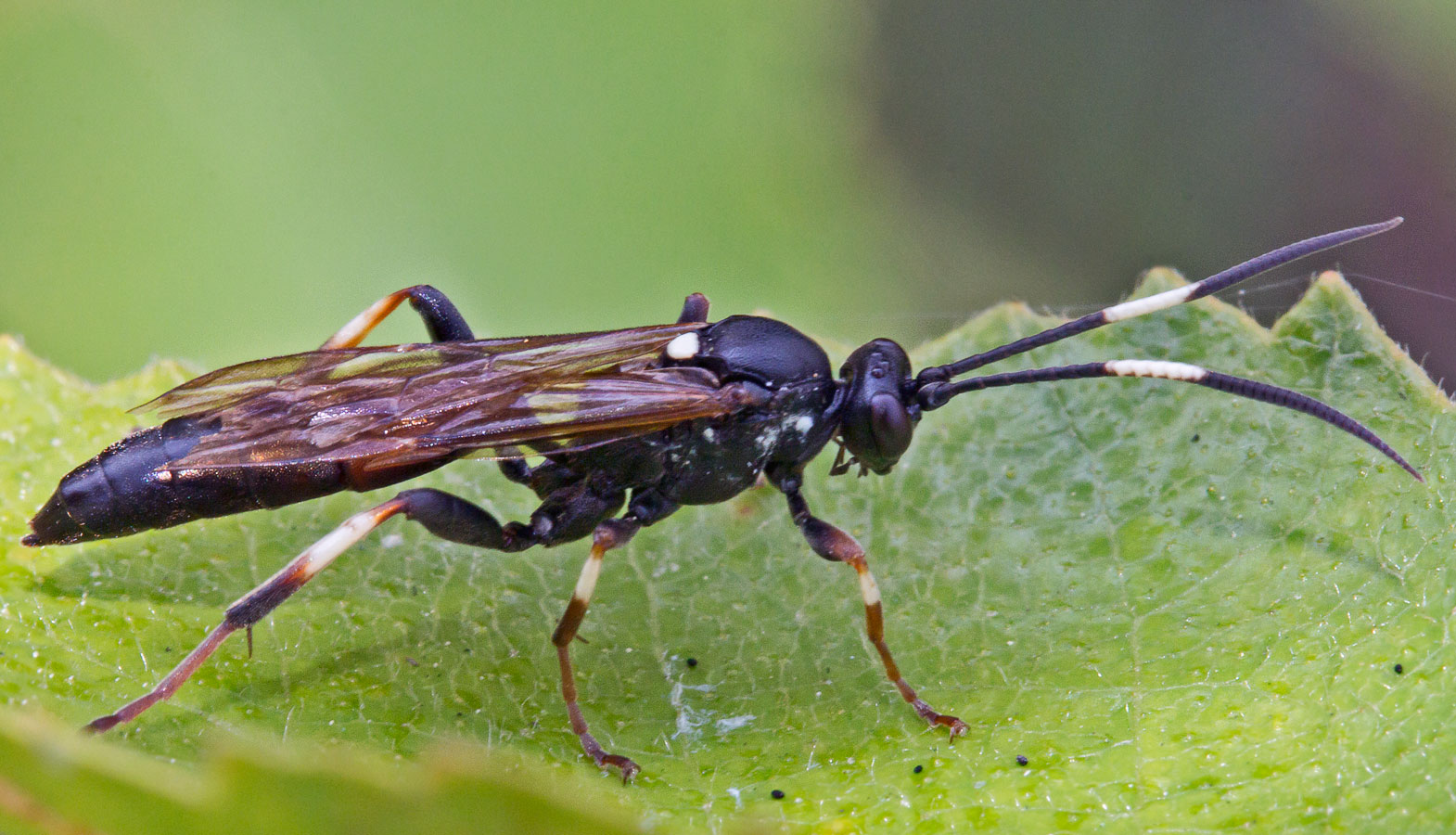 Наездник Coelichneumon deliratorius
