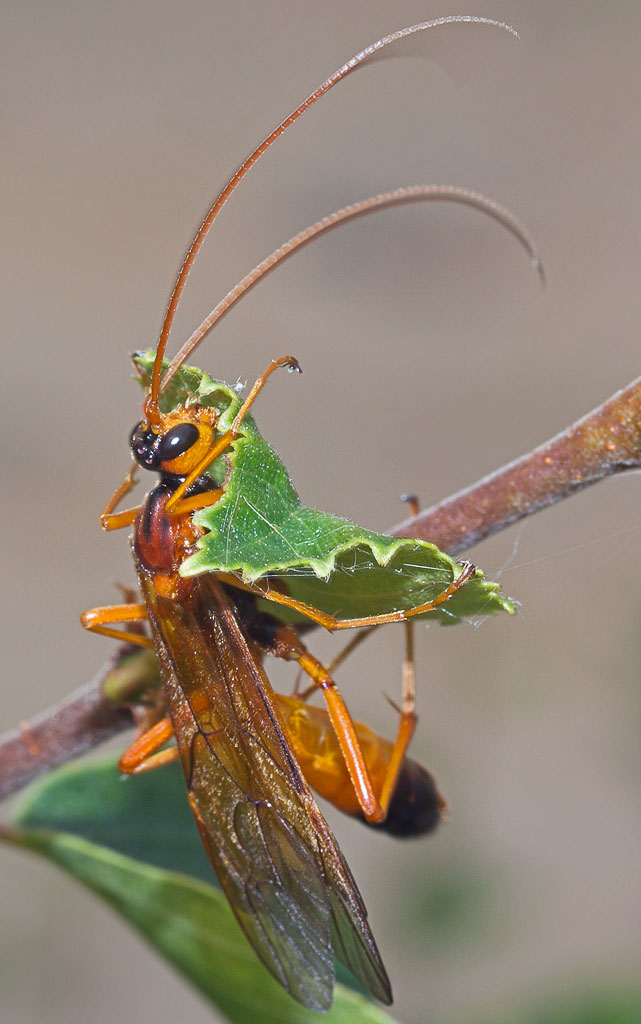  Opheltes glaucopterus