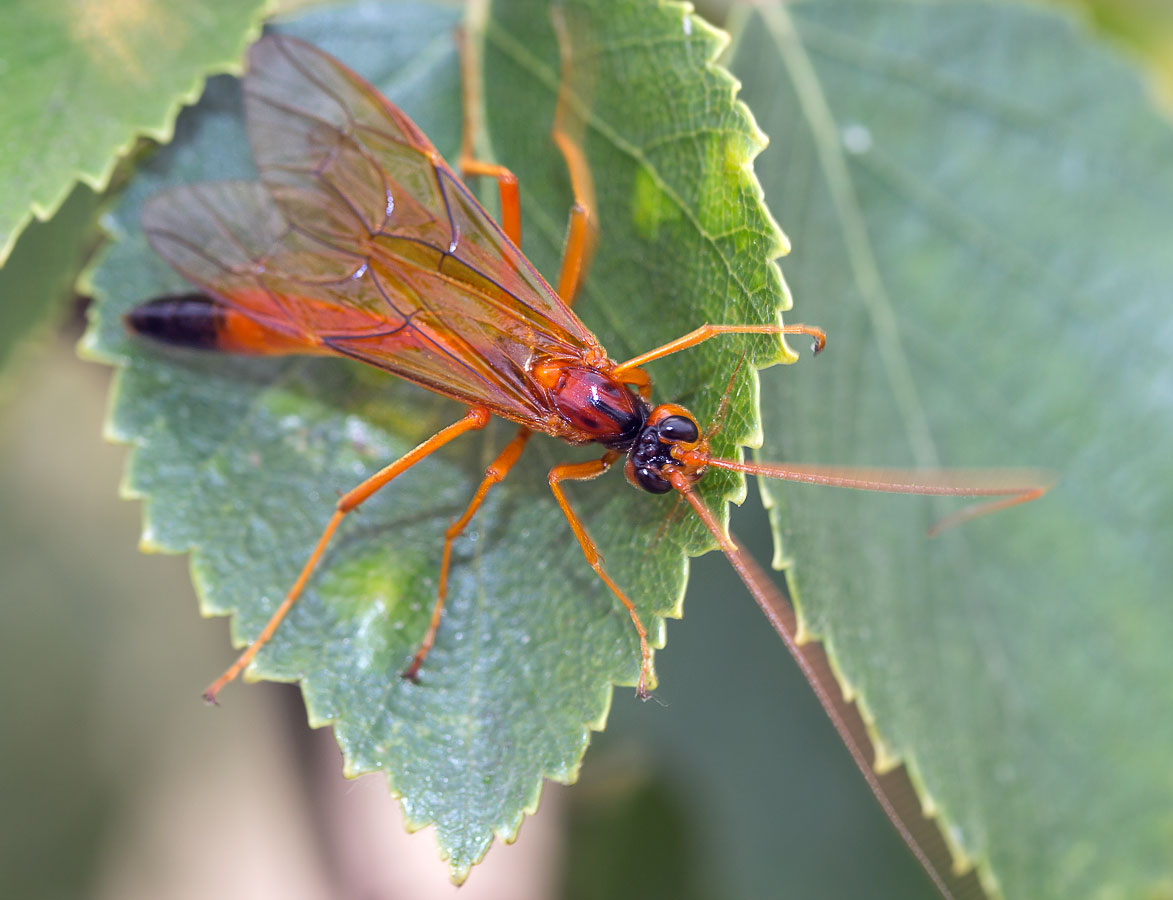  Opheltes glaucopterus