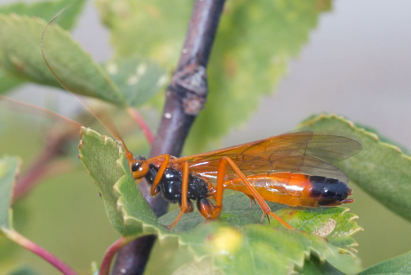  Opheltes glaucopterus