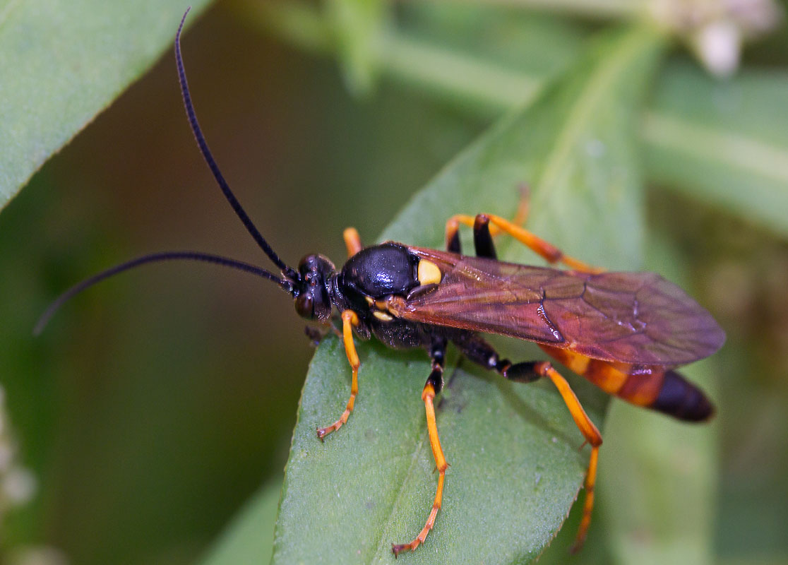   Ichneumoninae,  Ichneumon molitorius