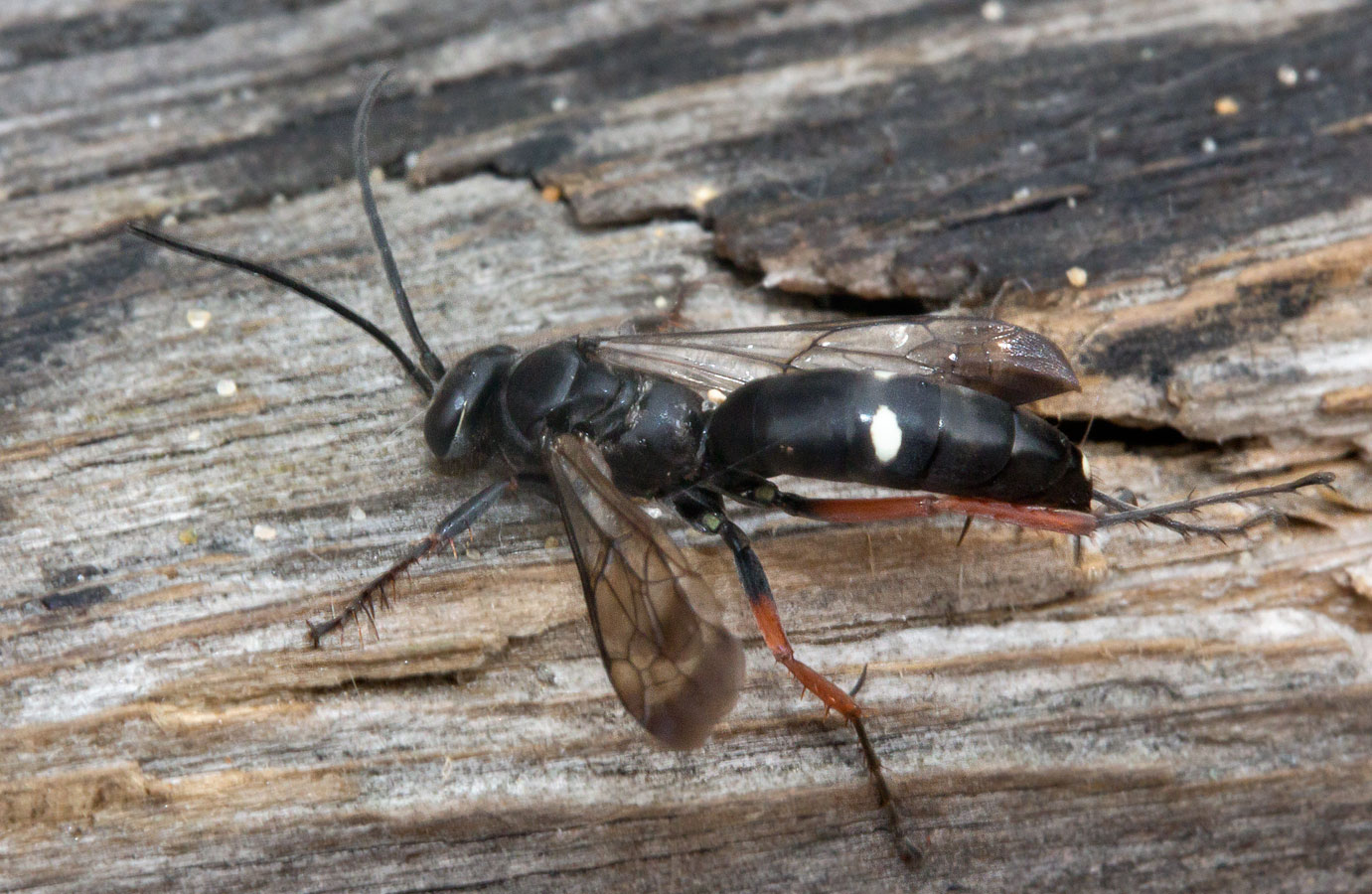   (Episyron rufipes)
