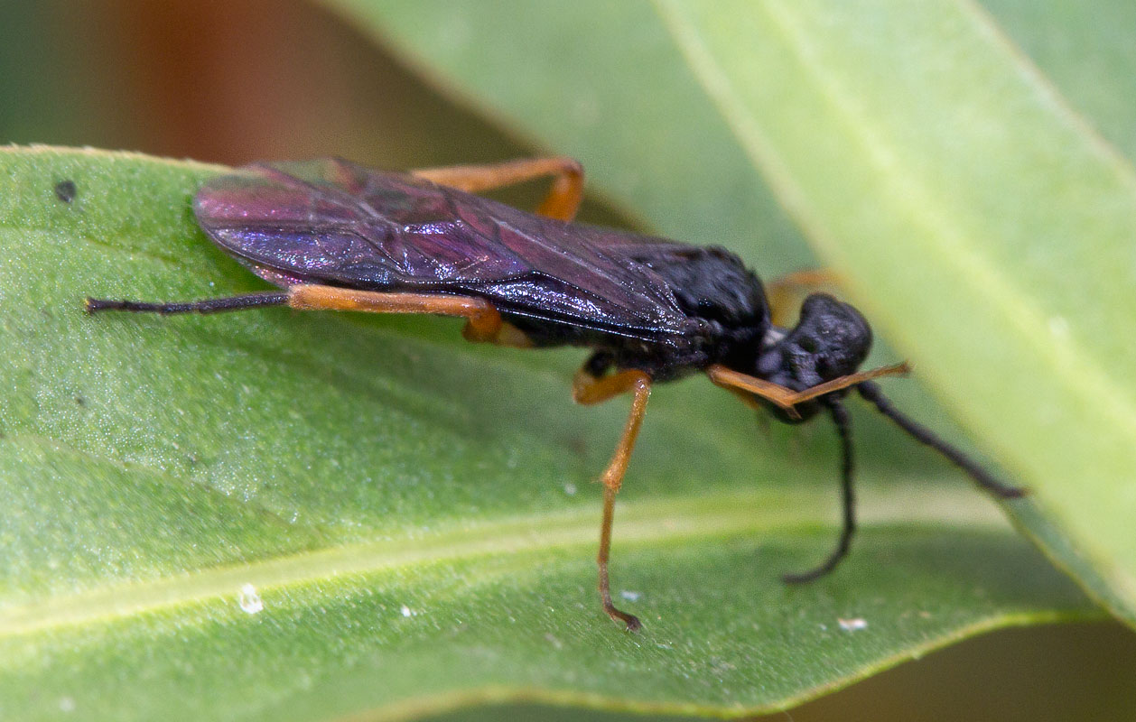    (Macrophya rufipes)