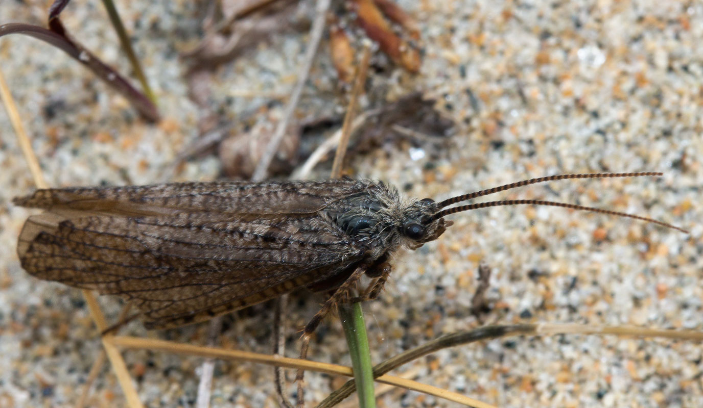  (Phryganeidae)