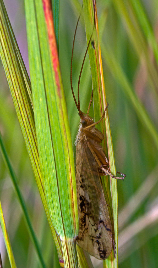  Limnephilus flavicornis