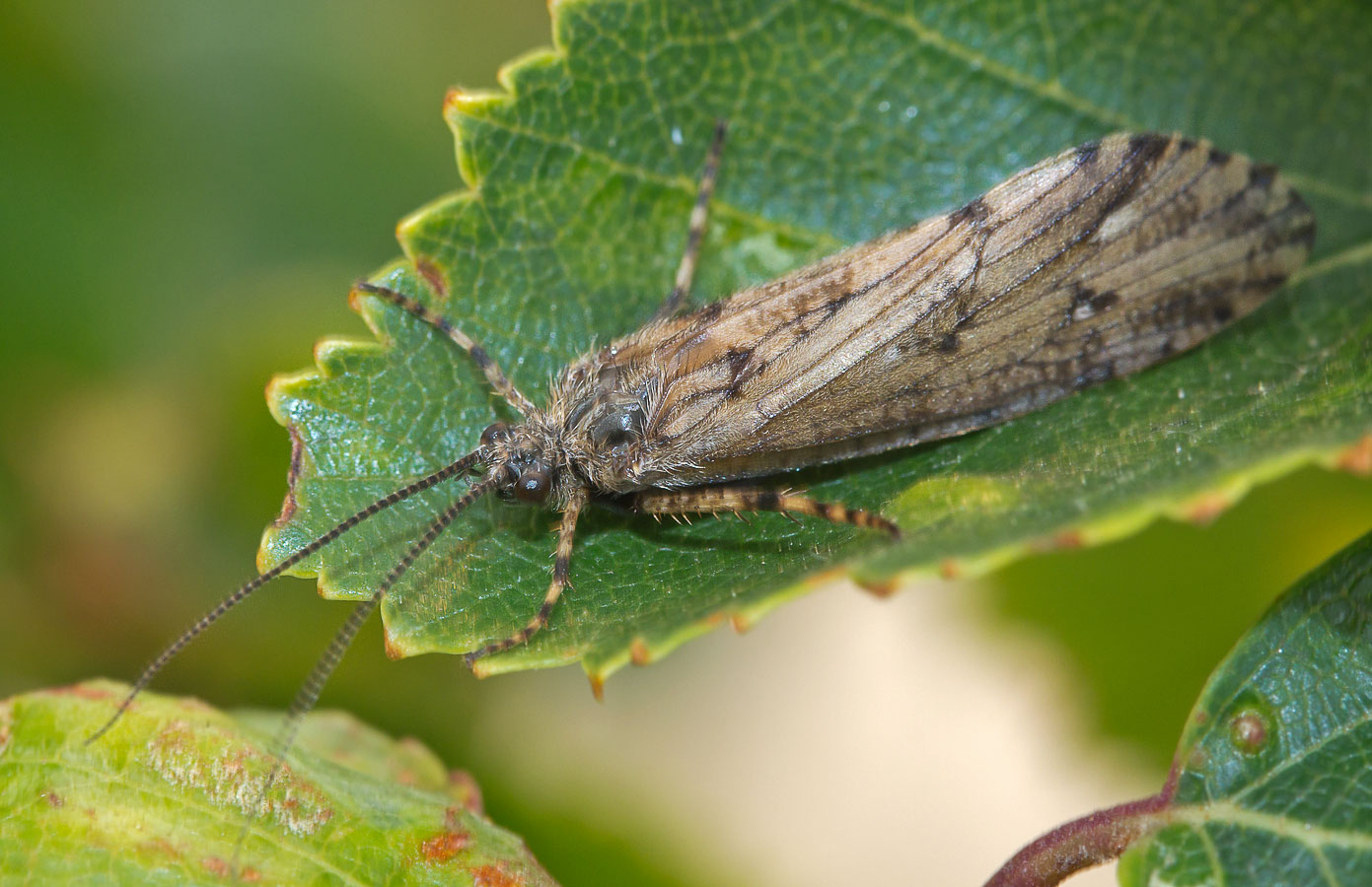  Agrypnia obsoleta