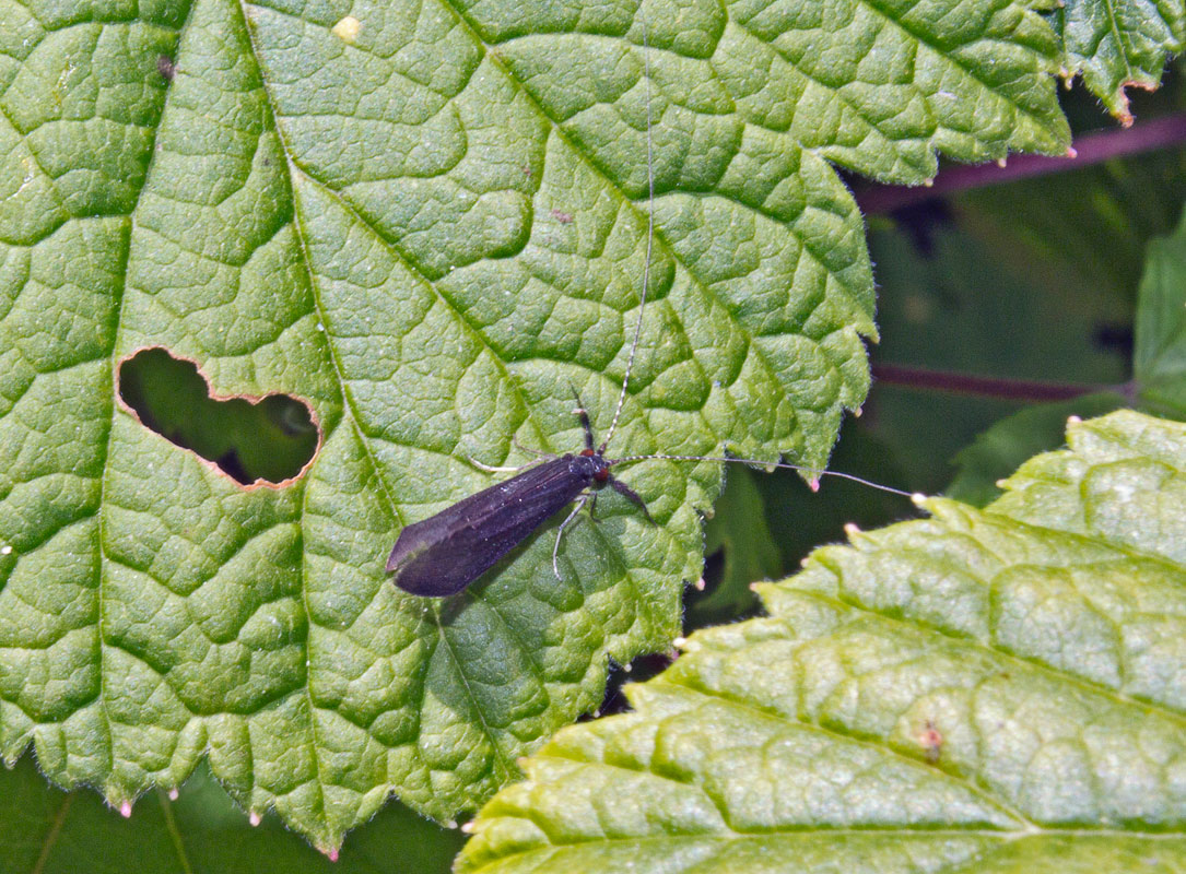   (Mystacides azureus)