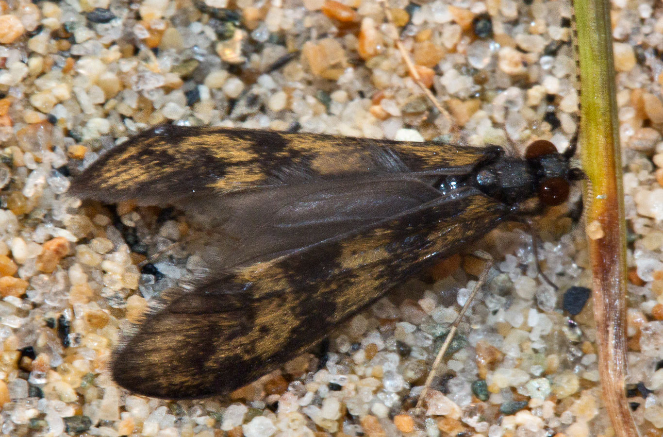   (Mystacides longicornis)