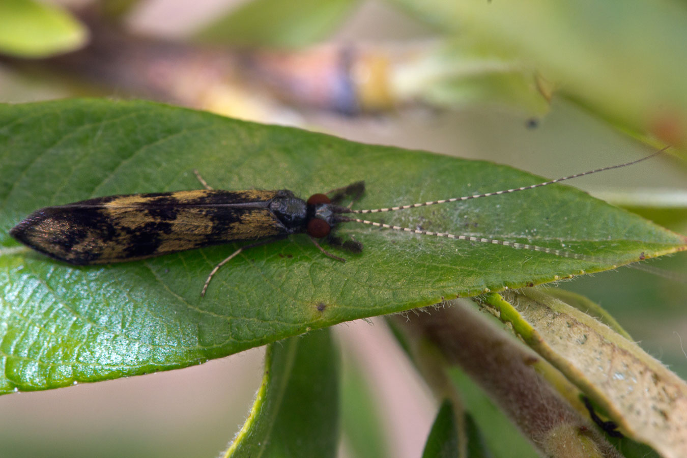   (Mystacides longicornis)