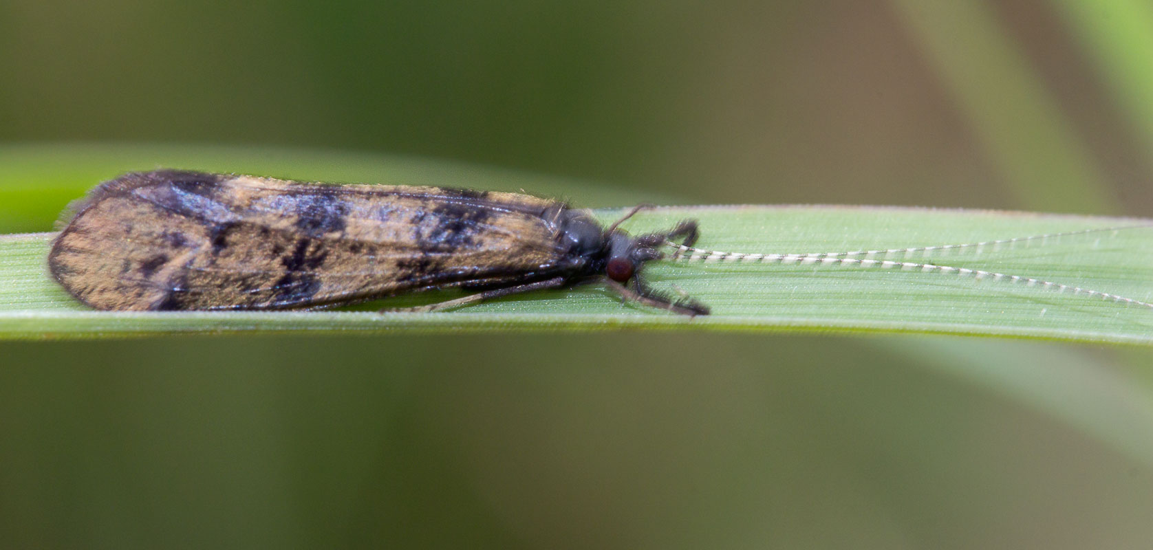   (Mystacides longicornis) ?