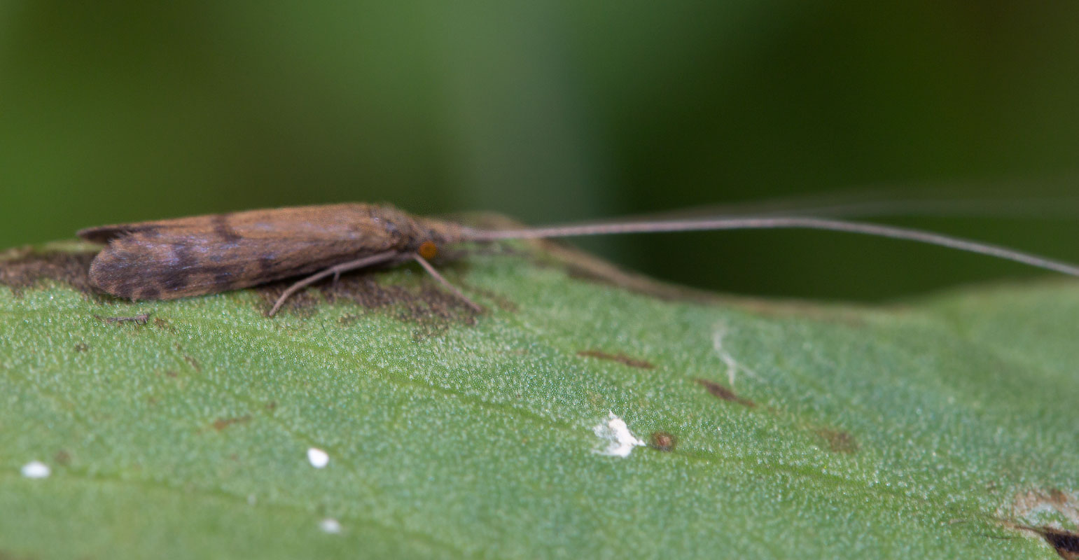  ,  Oecetis sp.