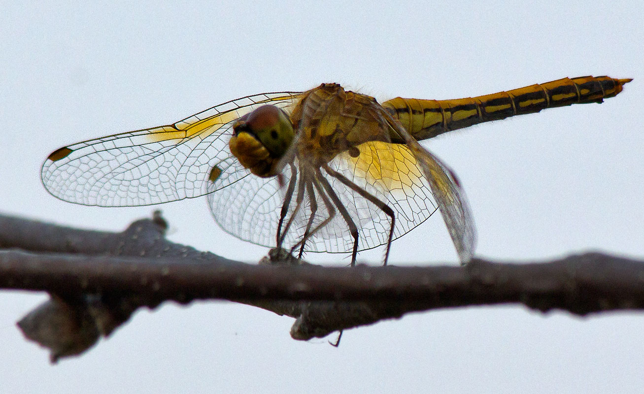   (Sympetrum flaveolum)