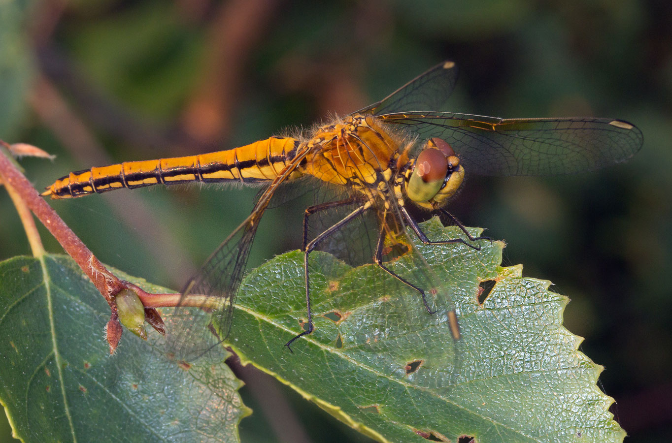 Стрекоза кроваво-красная (Sympetrum sanguineum) ?