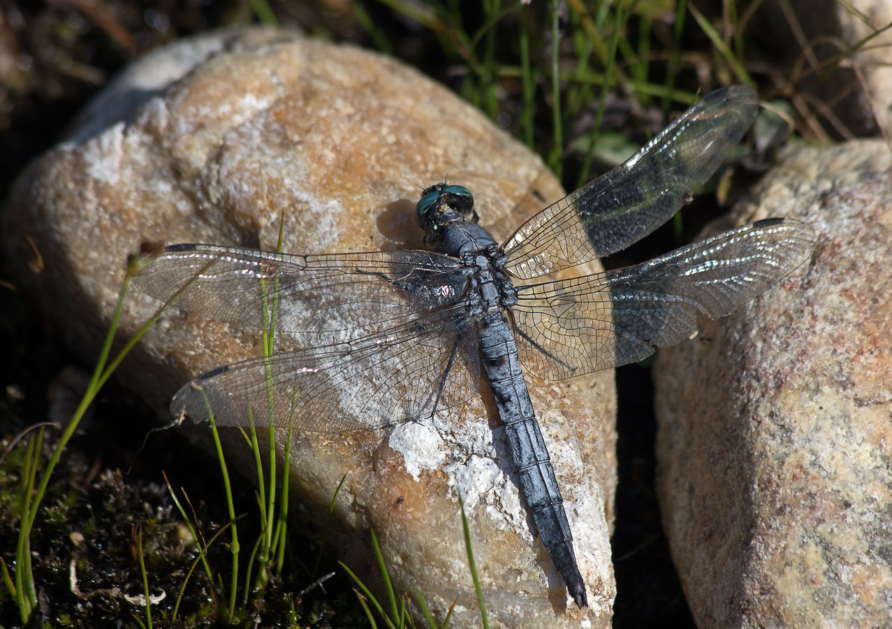   (Orthetrum albistylum)