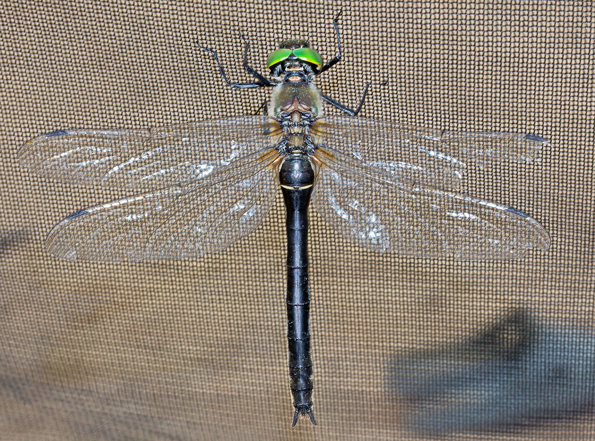   (Somatochlora graeseri)