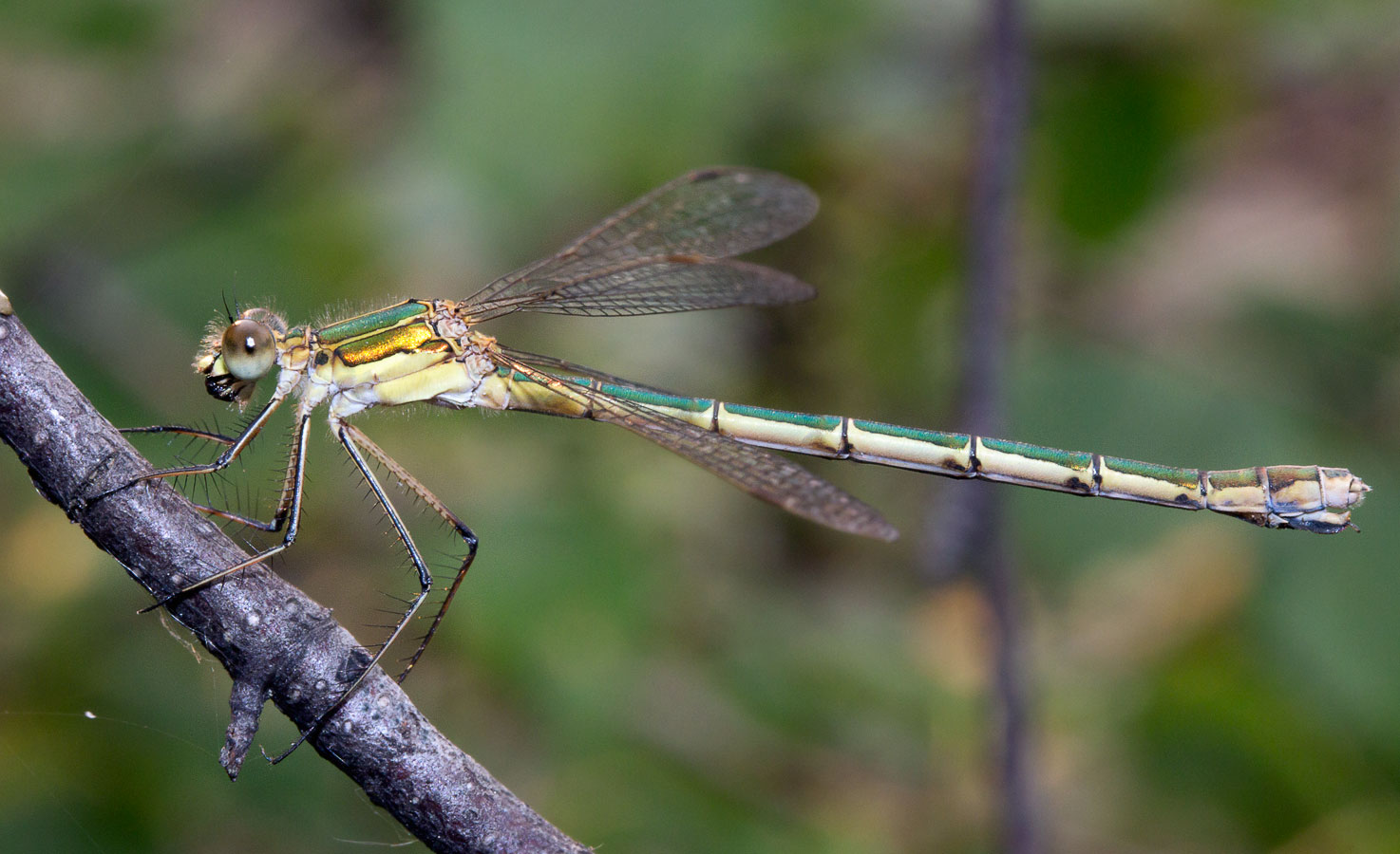 - (Lestes sponsa)
