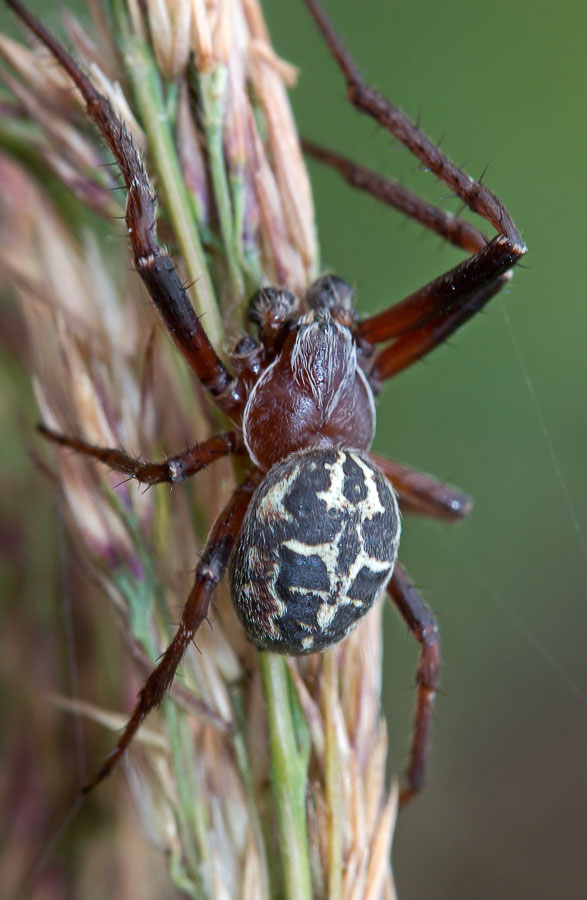 Крестовик роговой (Larinioides cornutus), самец