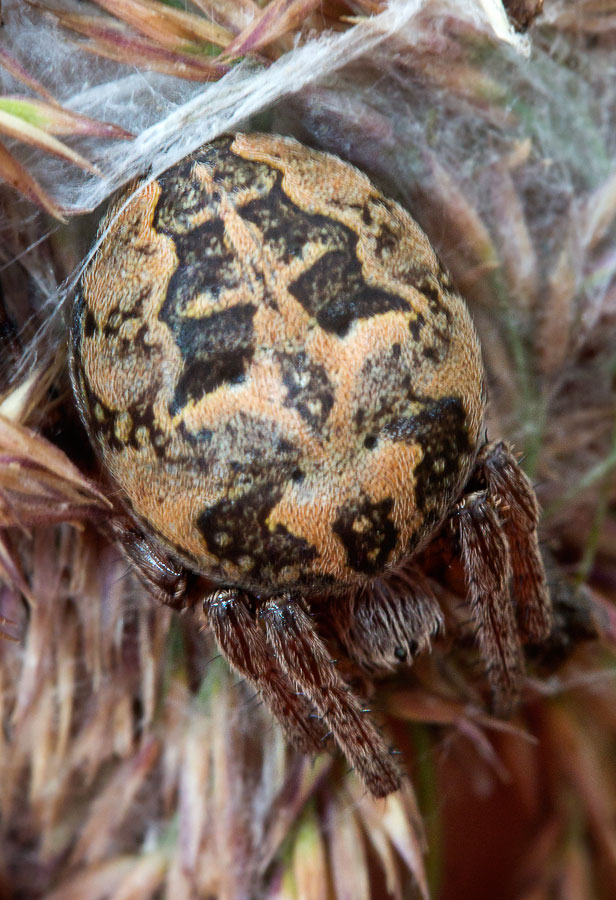   (Larinioides cornutus), 