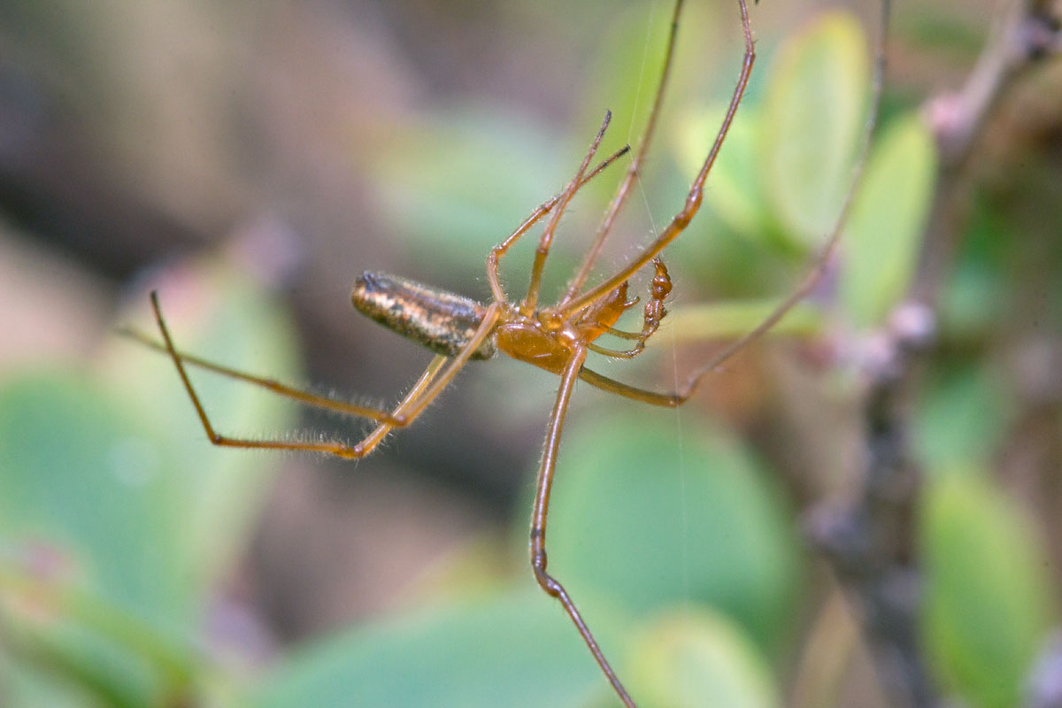    (Tetragnatha extensa)