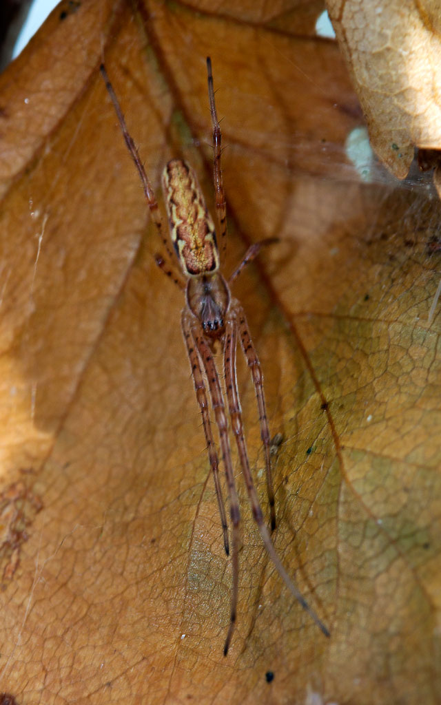 -  (Tetragnatha montana)