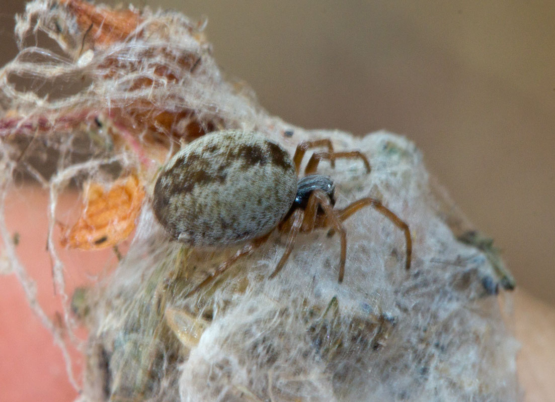   Dictyna sp.