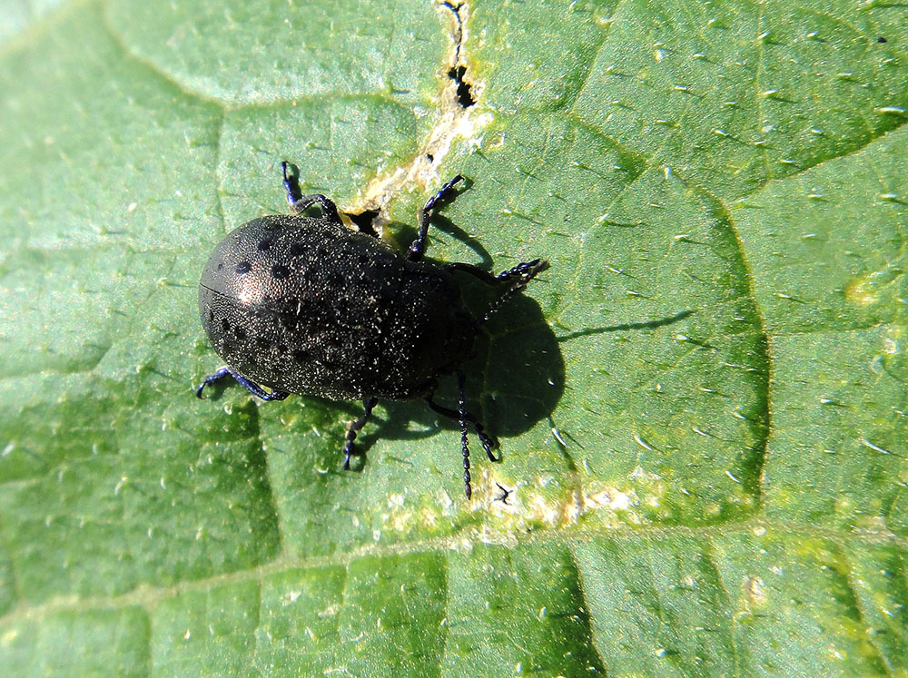 Chrysolina exanthematica?