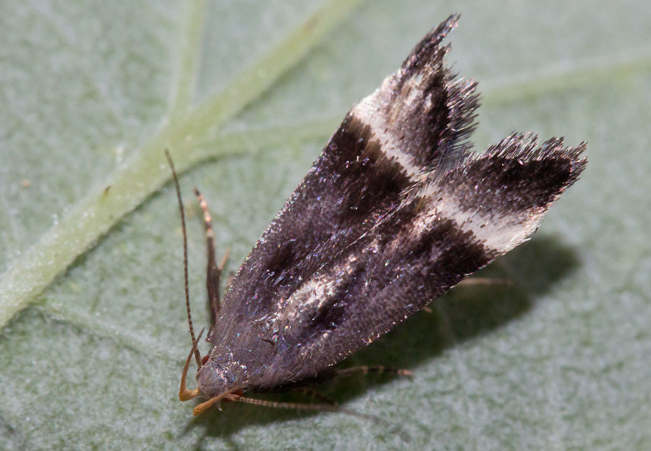   (Gelechiidae)