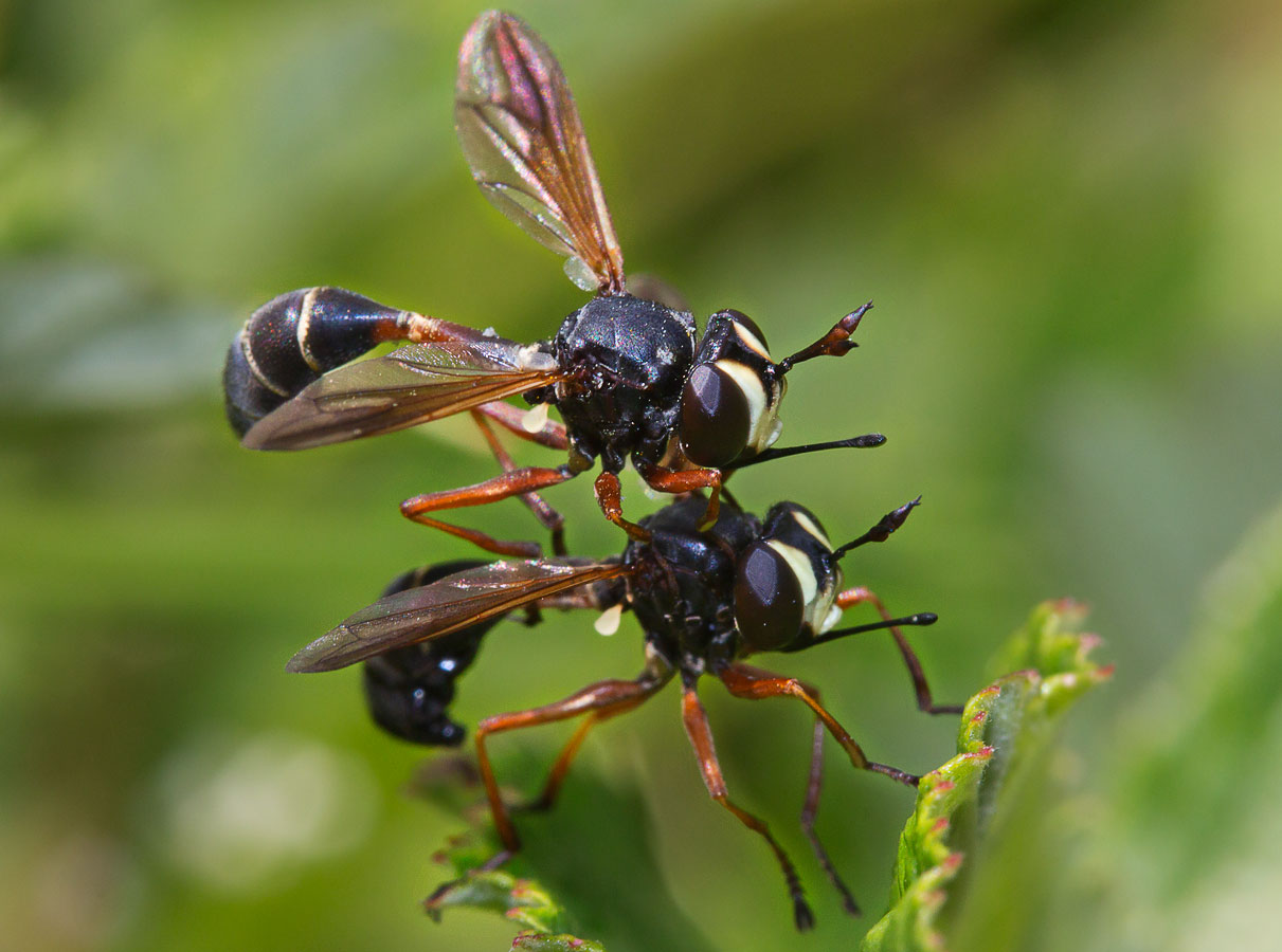   Physocephala rufipes