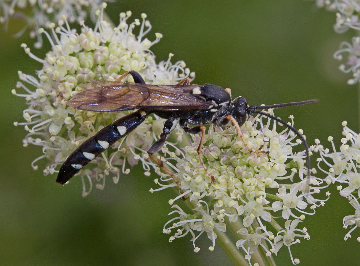  Coelichneumon cyaniventris