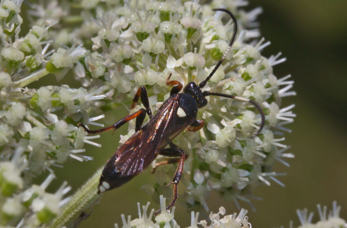  Ichneumon sp.,  Ichneumon gracilentus