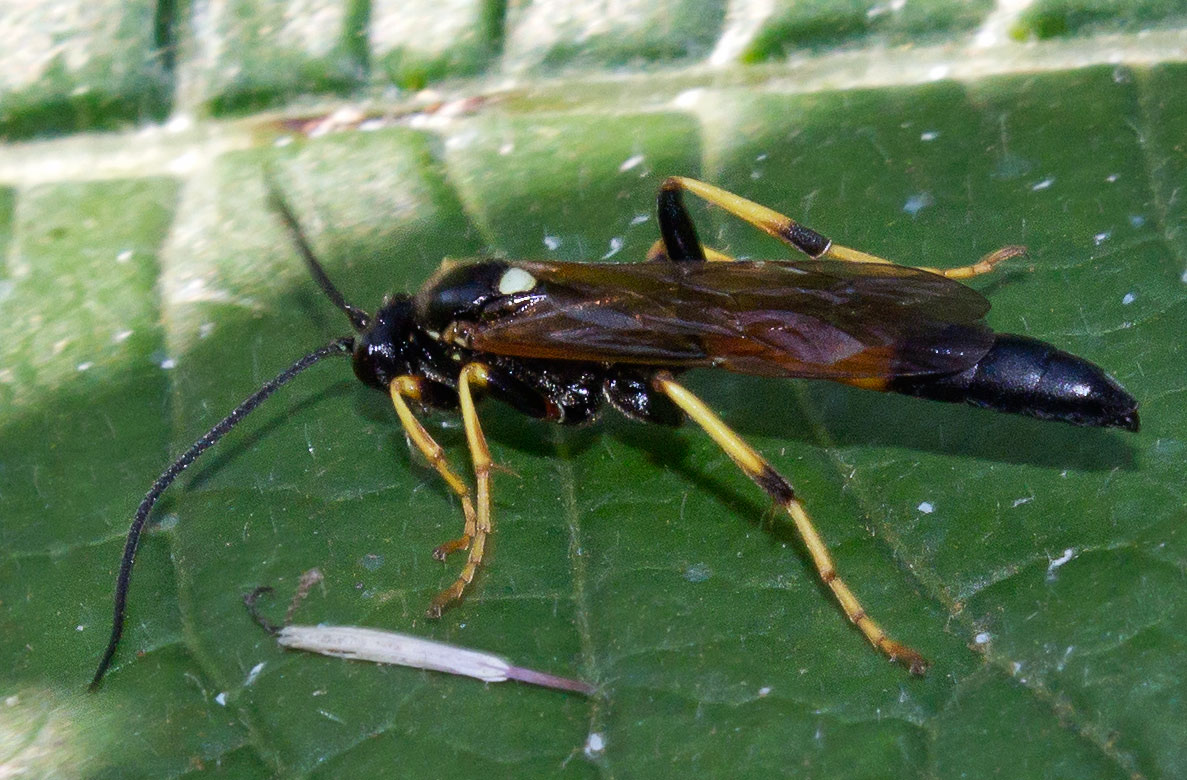 Ichneumon,  Ichneumon extensorius