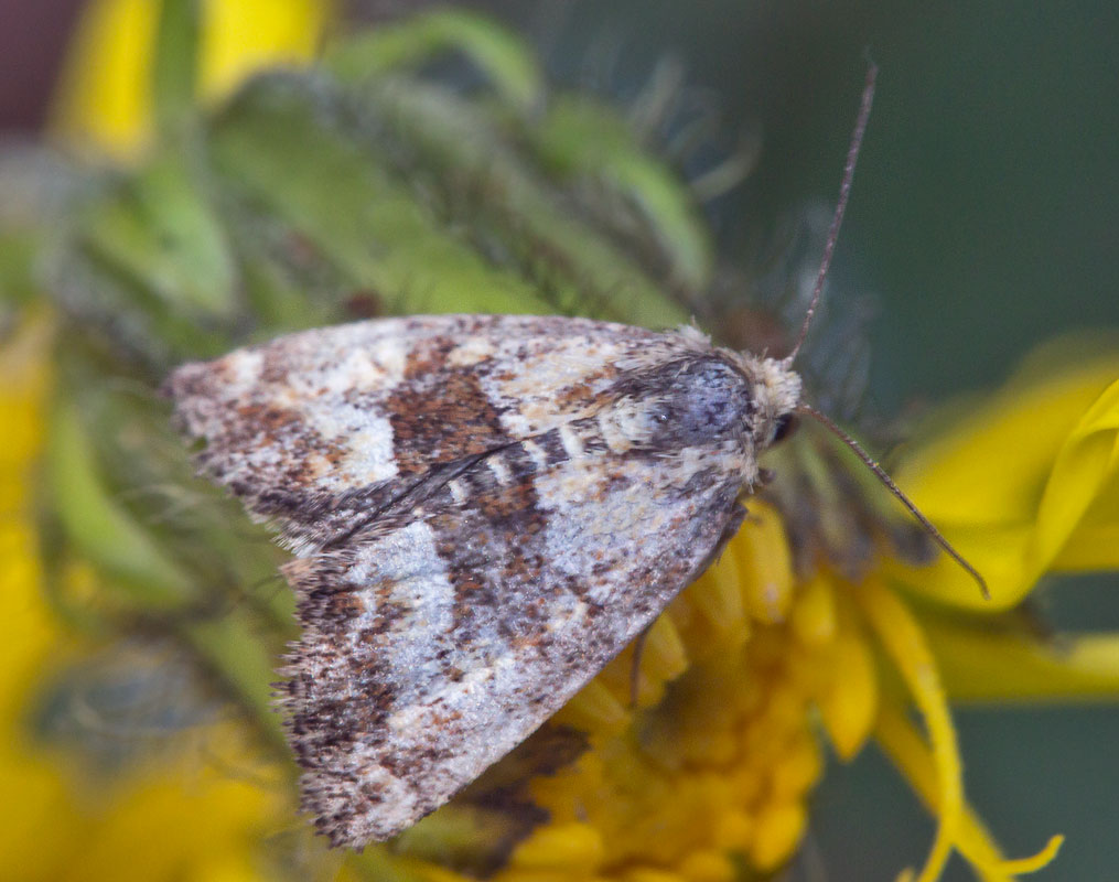    (Heliothis maritima)   (H. viriplaca)
