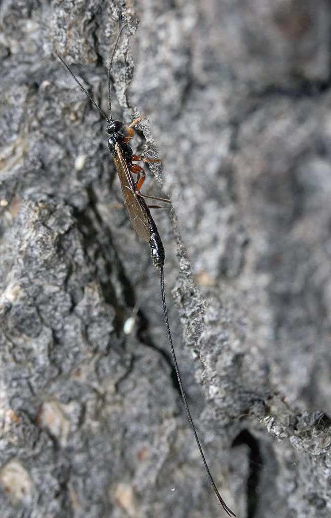 Dolichomitus imperator ?