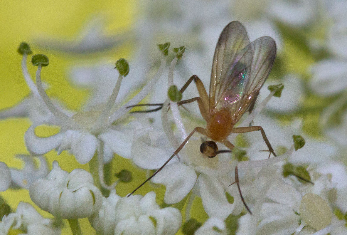   Mycomya sp.
