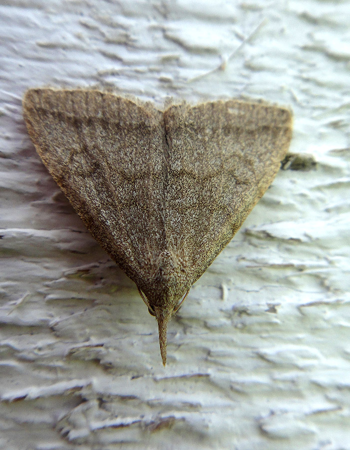 Pechipogo strigilata?