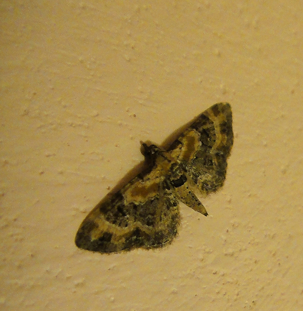 Eupithecia linariata