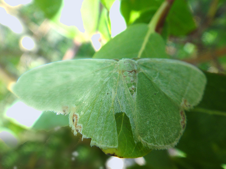 Comibaena amoenaria
