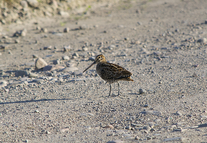 Gallinago 