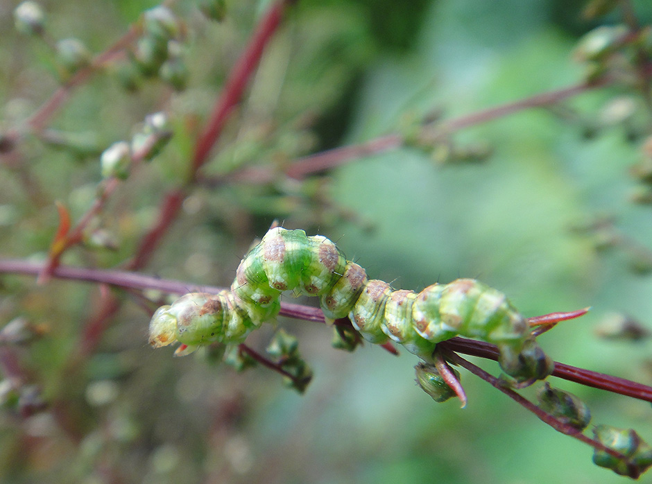 Cucullia argentea?