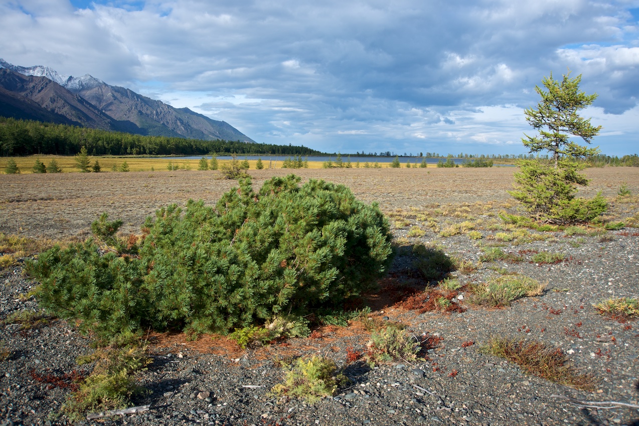 �������� ��������