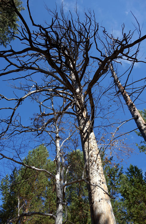 ����� - ��������