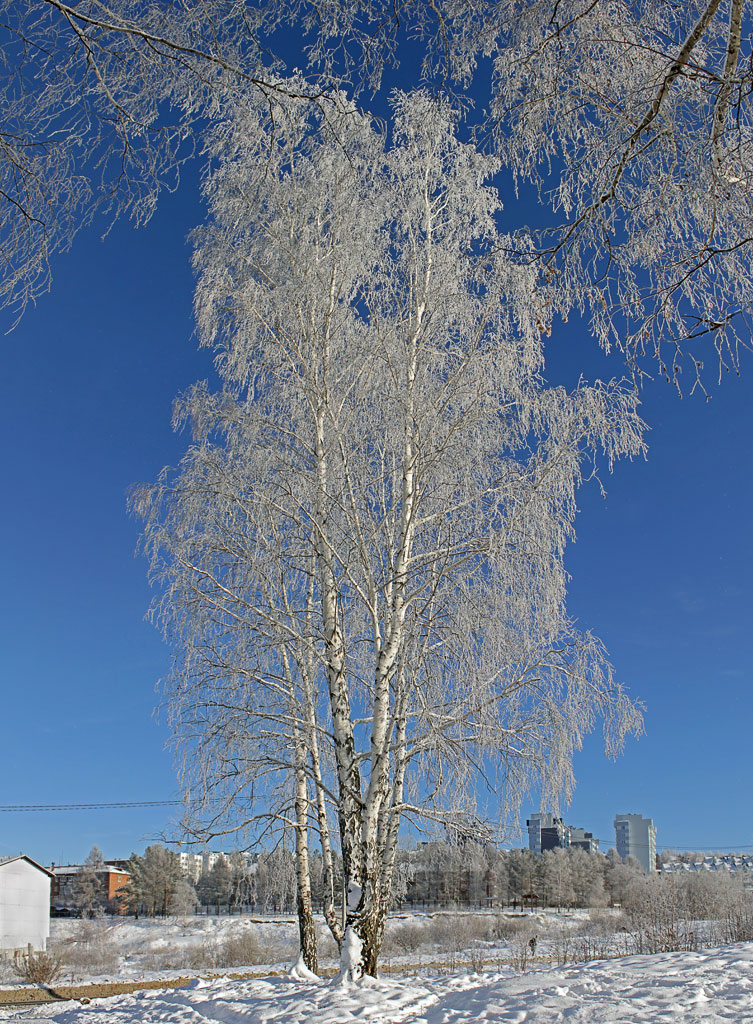 � ������ ������