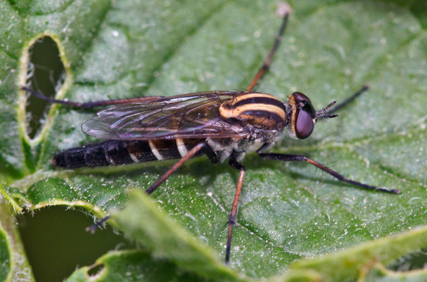  Thereva sp.