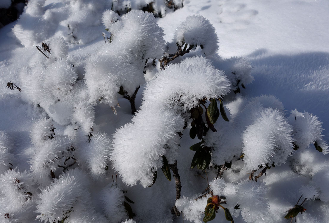 ����� �����- ��������